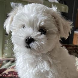 Companion Crosses, Goldendoodles, and Maltese from LD Furever Angels