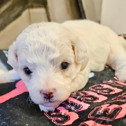 Blue boy - White and buff male Bichon Frise puppy in Lavon, Texas from Sissy’s Heavenly Paws