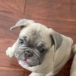 French Bulldog Puppies from Fabi's French Bulldogs