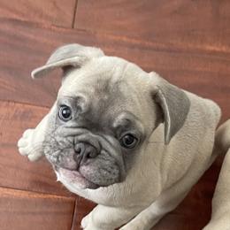 French Bulldog Puppies from Fabi's French Bulldogs