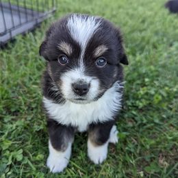 Miniature Australian Shepherds from Moran Acres Miniature Australian Shepherds