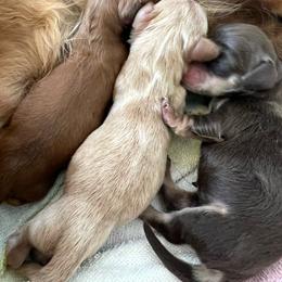 Ava - Chocolate and cream female Dachshund puppy in Yucaipa, California from Motorhead Dachshunds