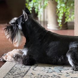 Maximus - Miniature Schnauzer