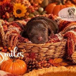 Smiles - Red male Aussiedoodle puppy in Roebuck, South Carolina from Dani's Dandy Doodles