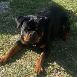 Rottweiler Puppies from Von Der Hing Rottweilers