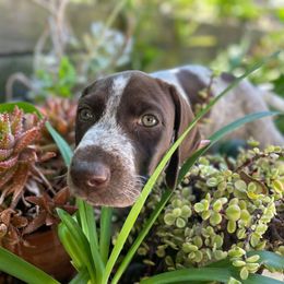 Gloria - White and liver female German Shorthaired Pointer puppy in Irvine, California from Awesome Puppies!!!!