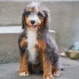 Gaga (level 2 socialization program grad) - Blue merle female Bernedoodle puppy in Dundee, Ohio from Down Home Doodle