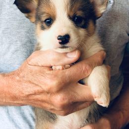 "Sable Female 1, EIC, VWD1, DM Clear" Pembroke Welsh Corgi Puppies from Flyin H Corgi’s