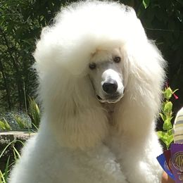 Whitey - Poodle