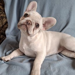 Ellie - White female French Bulldog puppy in Cañon City, Colorado from Terri Geiser-Gilchrist