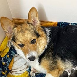 Maisie - Pembroke Welsh Corgi