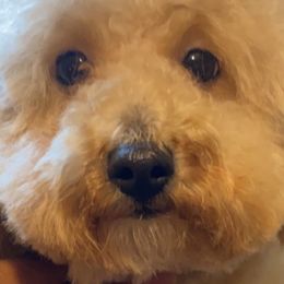 Hannah - Shihpoo