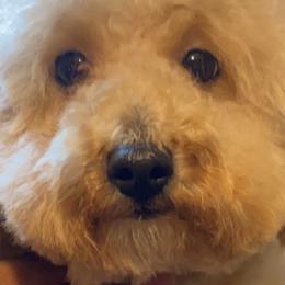 Hannah - Shihpoo