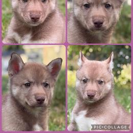 Jinbe - Red and white female Siberian Husky puppy in Canton, Ohio from Bleu Skies Siberian Huskies