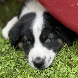 Australian Shepherd Puppies from Bedtime Story Australian Shepherds