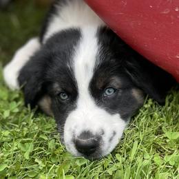 Australian Shepherd Puppies from Bedtime Story Australian Shepherds