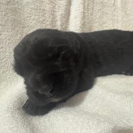 Blue Boy - Black male Newfoundland puppy in Seffner, Florida from Tampa Bay Farm