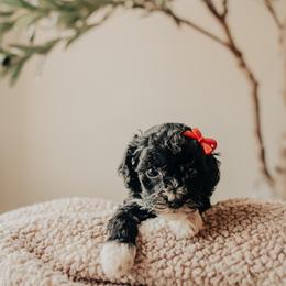 Yellow Girl - Black and white female Cavapoo puppy in Mckinney, Texas from Doodles of North Tx