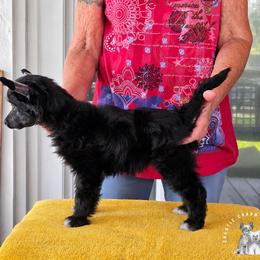 Posy - Black female Chinese Crested puppy in Ocala, Florida from Crestie Charm Cottage