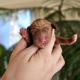 Australian Labradoodle Puppies from Honeybee Hills Australian Labradoodles