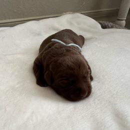 Chocolate boy - Chocolate male Labrador Retriever puppy in Big River, California from Cozy Acres Farm Labradors
