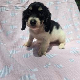 Lilly - Piebald female Dachshund puppy in Tuscaloosa, Alabama from Watermelon Doxies