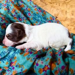 Romance (white) - Red tri-color male Aussiedoodle puppy in Watertown, Wisconsin from Little Bear Paws Aussiedoodles