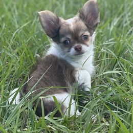 Delightful Danny - Chocolate and white male Chihuahua puppy in Summerfield, Florida from Impeccable's Boutique & Ethical Breeder for the educated & discriminating ONLY