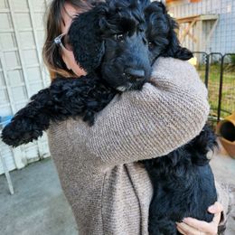 Portuguese Water Dog Puppies from PEJA PWDs