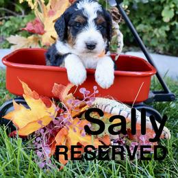 Sally - Tri-color female Bernedoodle puppy in Helper, Utah from Doodle Love Utah