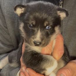 Claus - Black and white male Pomsky puppy in Spring Hill, Florida from PDQ Pomskies