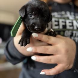 Millie, Green collar, female - Black female Labrador Retriever puppy in Moore, Oklahoma from Okiehuntinboyz Labrador Retrievers