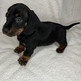 Ralphie - Black and tan male Dachshund puppy in Mocksville, North Carolina from The Dachs of Hazzard Dachshunds