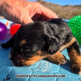 Mr. Coal (Mr. Black) - Black tri-color male Aussiedoodle puppy in Dolan Springs, Arizona from High Desert Companions
