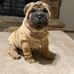 Green collar - Fawn male Chinese Shar-Pei puppy in Elkin, North Carolina from Martini Shar-Pei