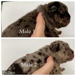 Boy 2 - Tricolors male French Bulldog puppy in Zionsville, Indiana from Midwest Bulldogs