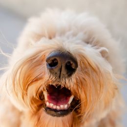 Goldendoodles from Tambre’s Fancy Homegrown Doodles