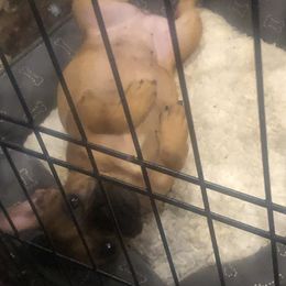 French Bulldog Puppies from Raney Cruz’s puppy paradise