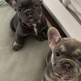 French Bulldogs from Fairhopeˋs Golden Bullz