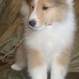 Shetland Sheepdogs from Windsong Shelties