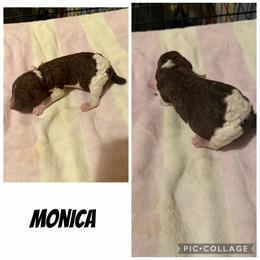 Monica - Parti female Poodle puppy in Piqua, Kansas from Legacy Farms Standard Poodles