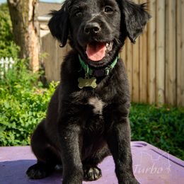 Border Collie, Golden Retriever, and Sporty Mix Puppies from Turbo Border Collies & Coltrievers