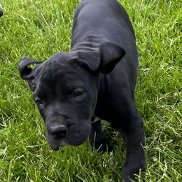 Great Dane Puppies from BkB’s House of Danes