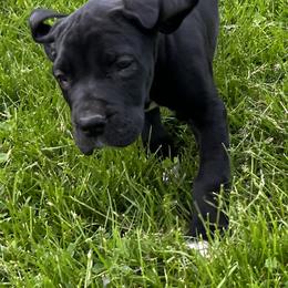 Great Dane Puppies from BkB’s House of Danes