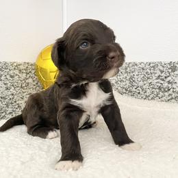 Mr Netherlands (World Cup Litter) - Brown and white male Portuguese Water Dog puppy in Grants Pass, Oregon from Rogue River Portuguese Water Dogs