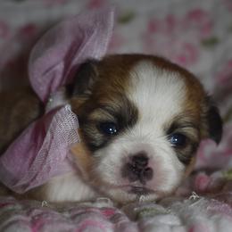 Poppy - Fawn and white female Chihuahua puppy in Gloucester, Virginia from Charlotte's Web of Chihuahuas