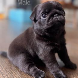 Alex - Black male Pug puppy in Potomac, Maryland from Sonya & Olly Pugs