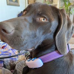 Taylor - German Shorthaired Pointer