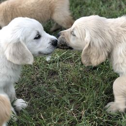 Golden Retriever Puppies from Brightside Goldens