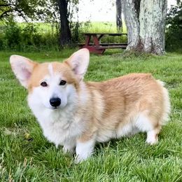Clyde - Pembroke Welsh Corgi